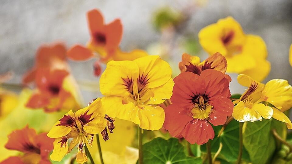 Kapucínka väčšia (Tropaeolum majus) v záhrade vynikne nielen svojou krásou, ale i jedlými, mimoriadne liečivými kvetmi, ktoré spestria rôzne šaláty.