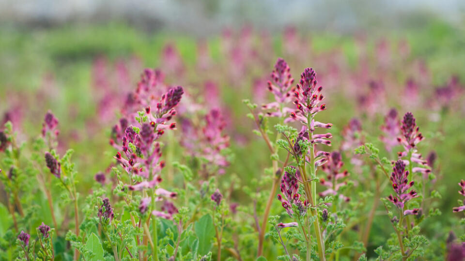 Beautiful,Purple-pink,Flower,Closeup,View,Of,The,Fumaria,Officinalis