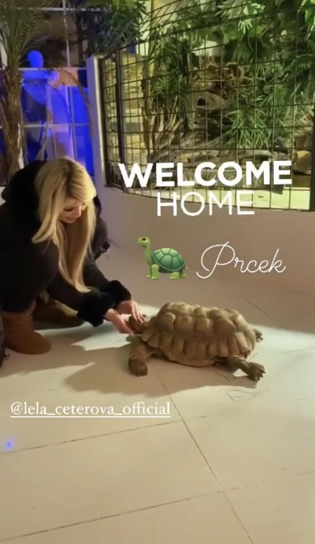 Snúbenci si nového miláčika priviedli do pražskej vily. V pozadí môžete vidieť krokodíla, ktorého Vémola v dome chová.