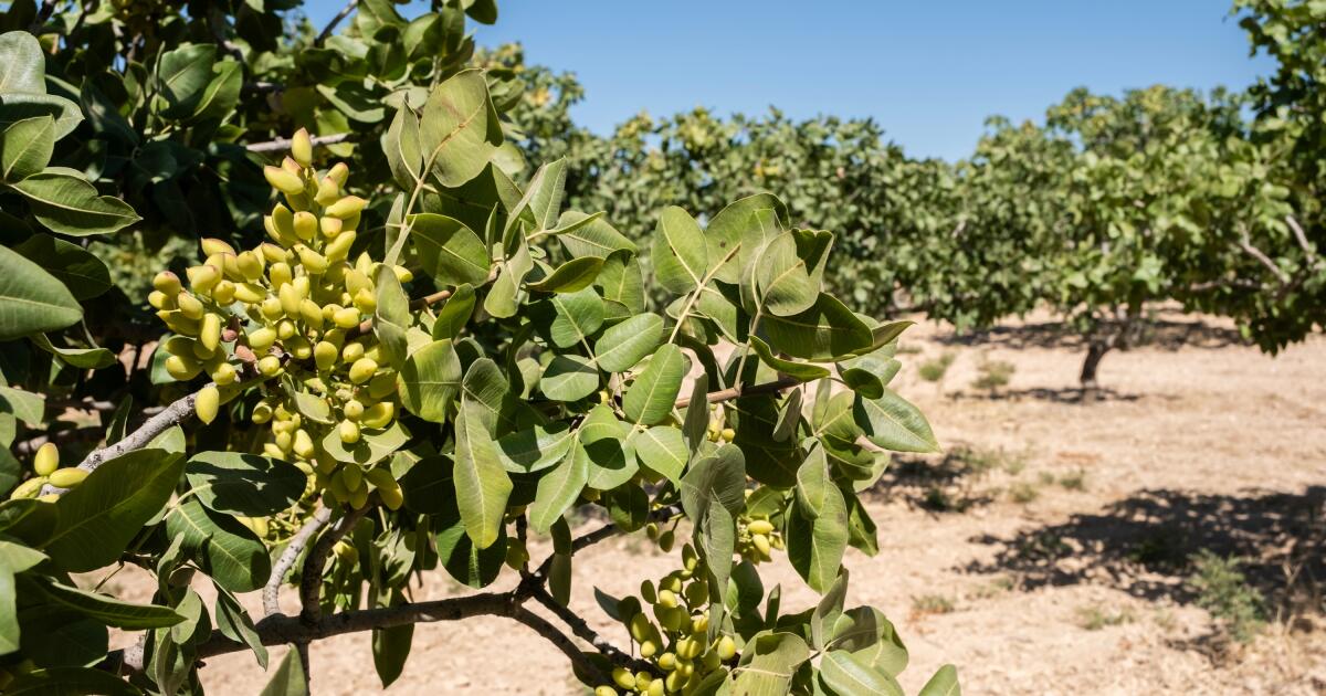 La sécheresse a entraîné la culture de la pistache en Espagne