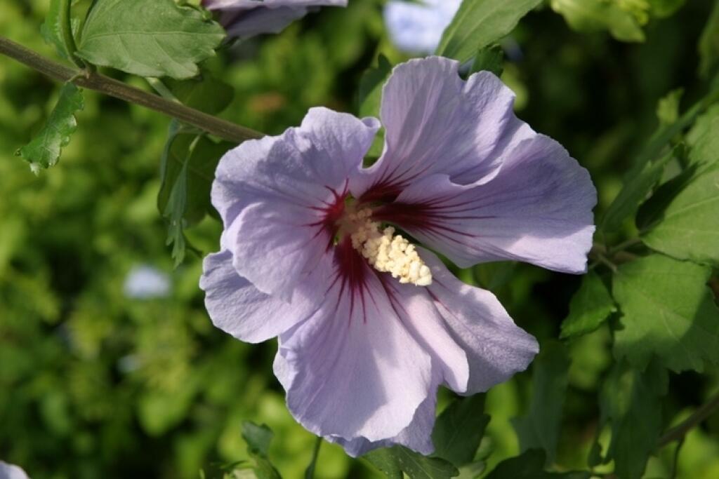 Ibištek (Hibiscus)