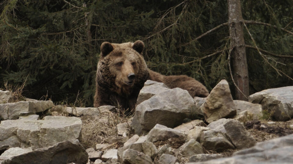 Close-up,Portrait,Of,Carpathian,Brown,Bear,In,Wild,Nature.,Dangerous