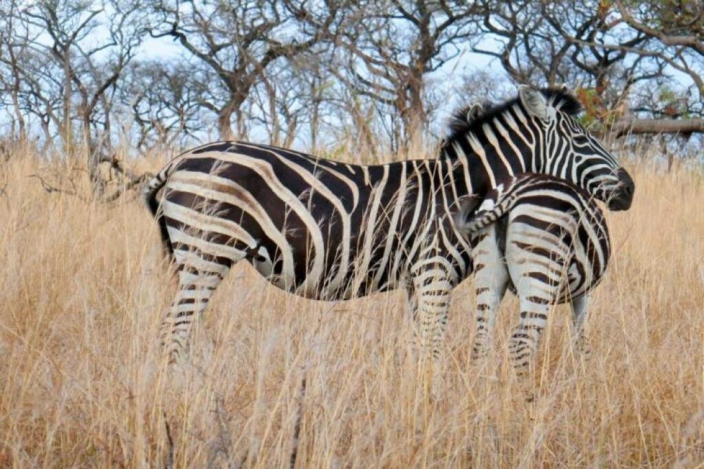 Africké safari na vode aj na súši