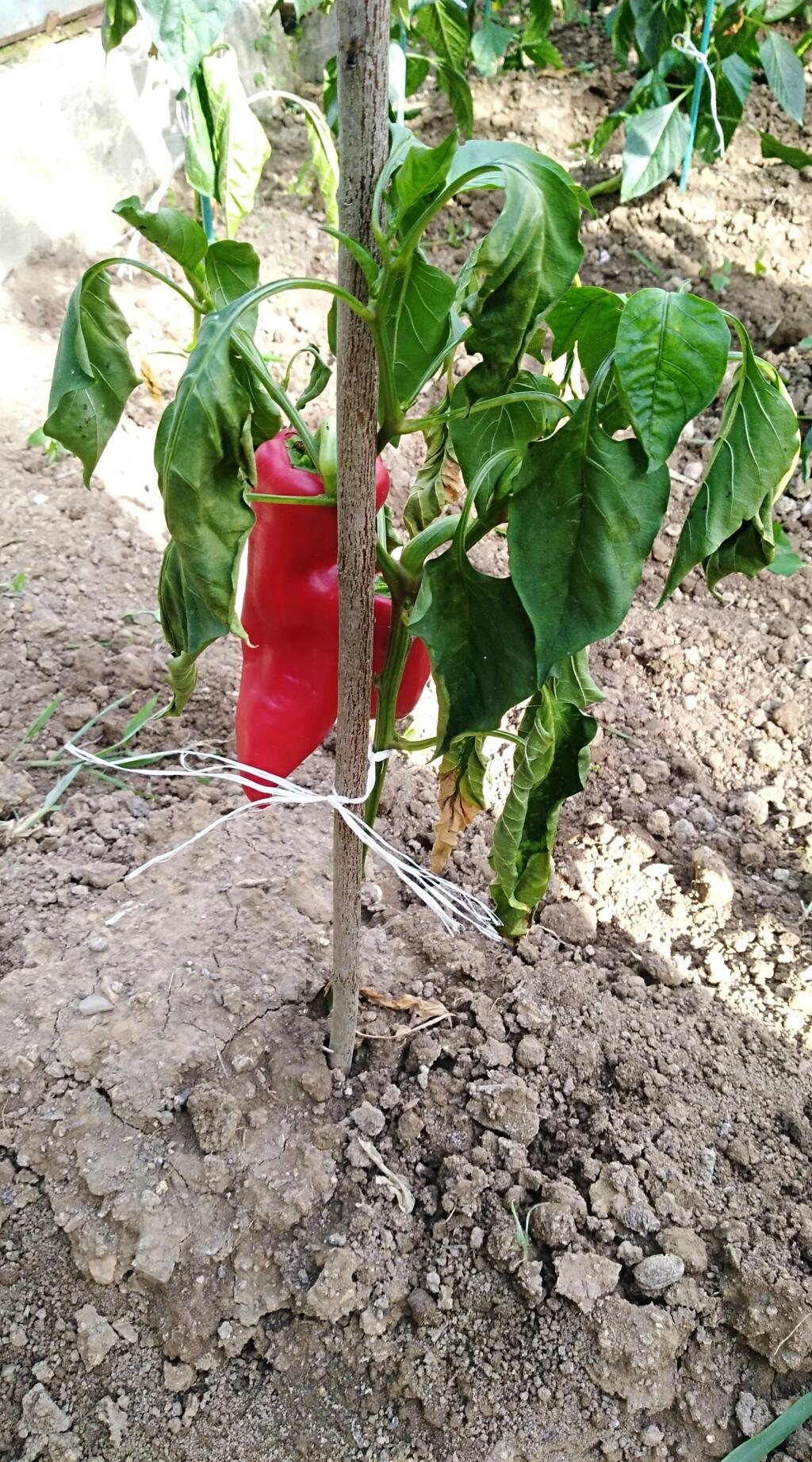 Ak paprika v čase rodivosti takto chradne, a nevidieť na nej žiadne škodce, podľa odborníka sú problémom pôdne choroby a nedodržanie časového odstupu pri pestovaní rovnakých druhov na jednej hriadke.