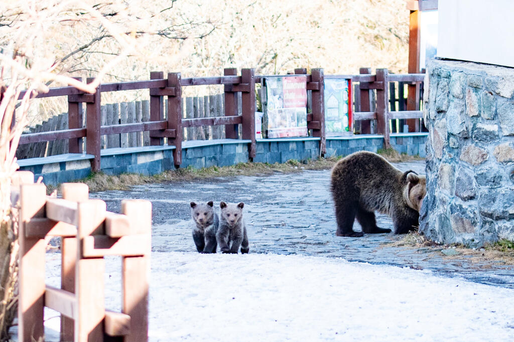 Medvedica s dvomi mladými sa pohybuje pri bufetoch na Hrebienku vo Vysokých Tatrách.