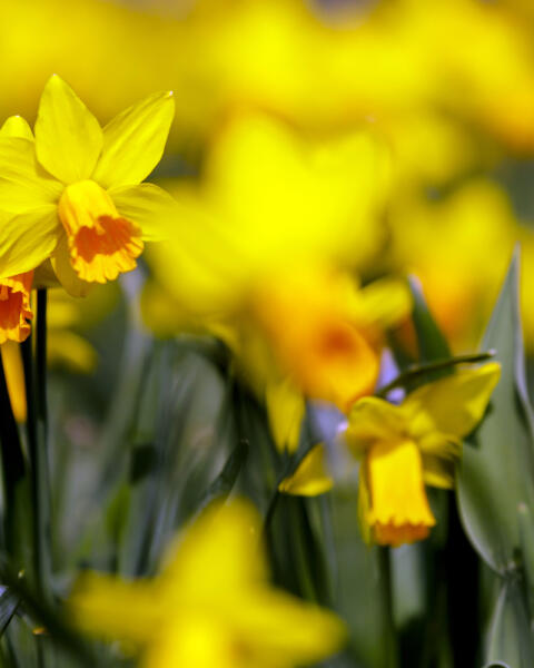 Narcisy neúnavne kvitnú niekoľko TÝŽDŇOV: 10 faktov, o ktorých by ste mali vedieť