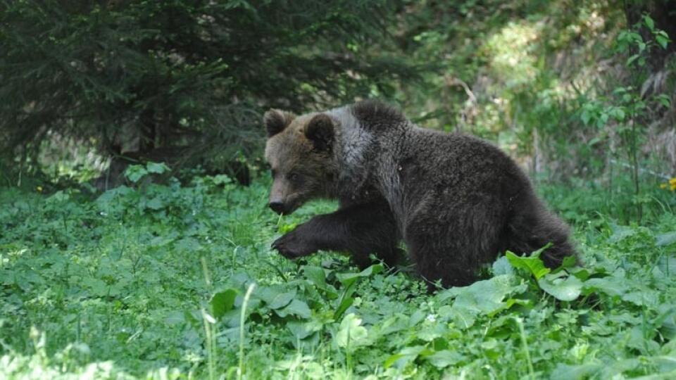 ZATÚLALI SA DO MURÁŇA Z POĽSKA?: Medvedicu s tesným obojkom a malým medvieďatkom údajne videli lesní robotníci z Muráňa cez víkend.