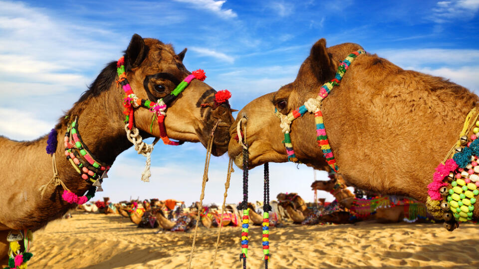 Camel,Festival,In,Bikaner,,India