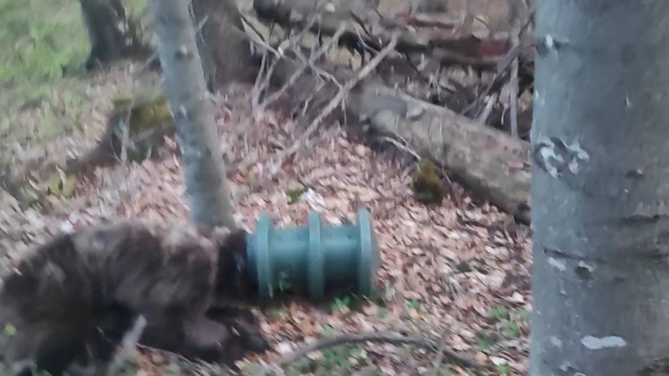 Medveď sa zasekol v kŕmnom valci.
