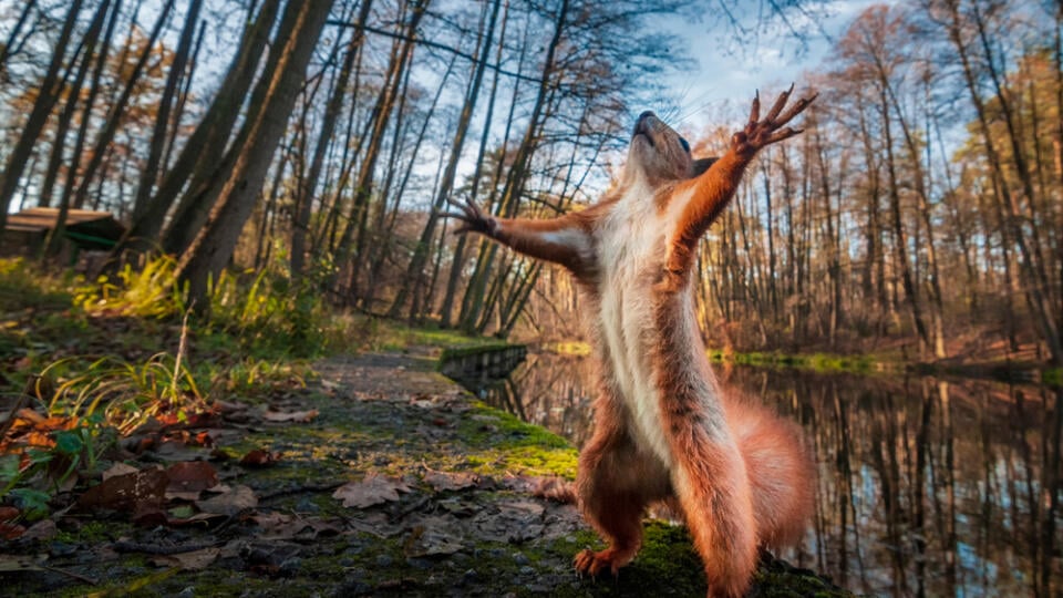 Funny,Red,Squirrell,Standing,In,The,Forest,Like,Master,Of