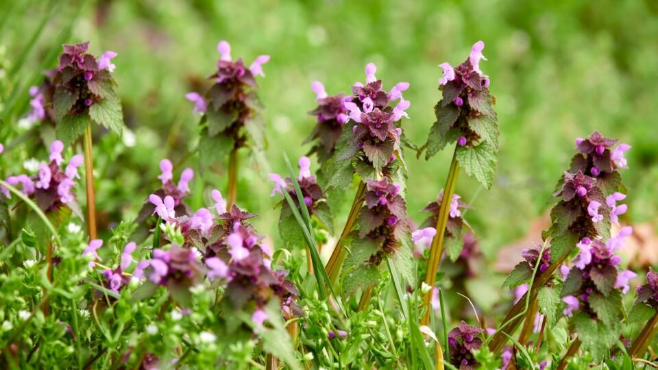 Hluchavka purpurová (Lamium purpureum)