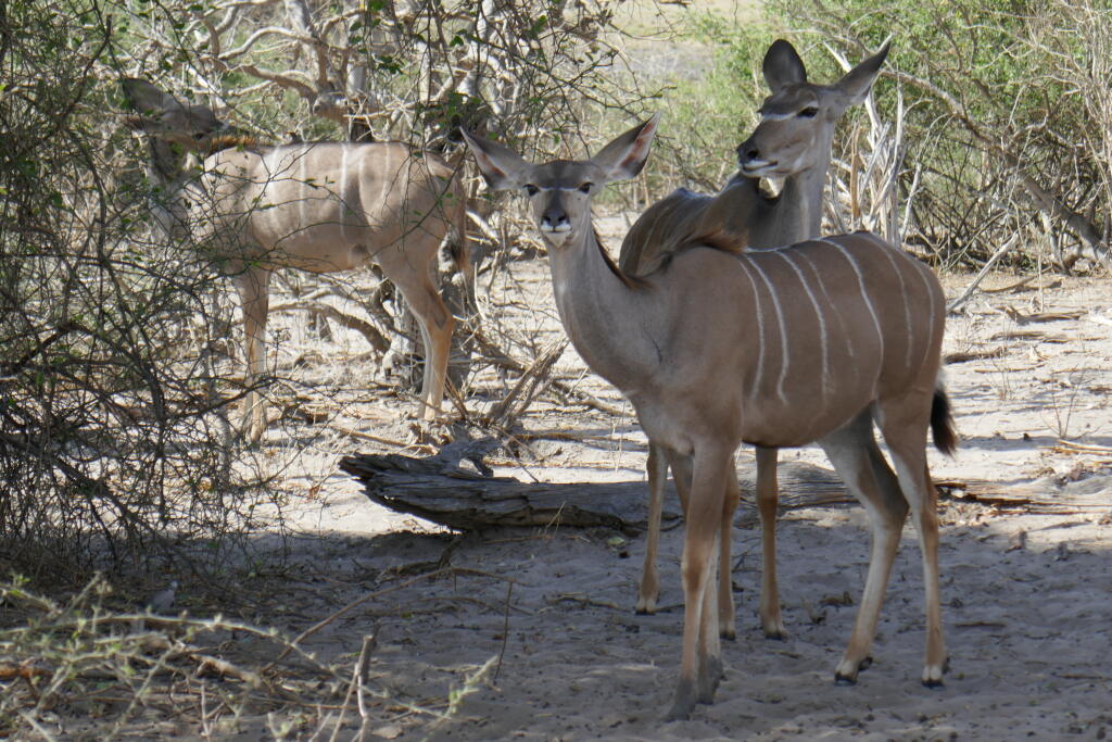 Antilopy kudu
