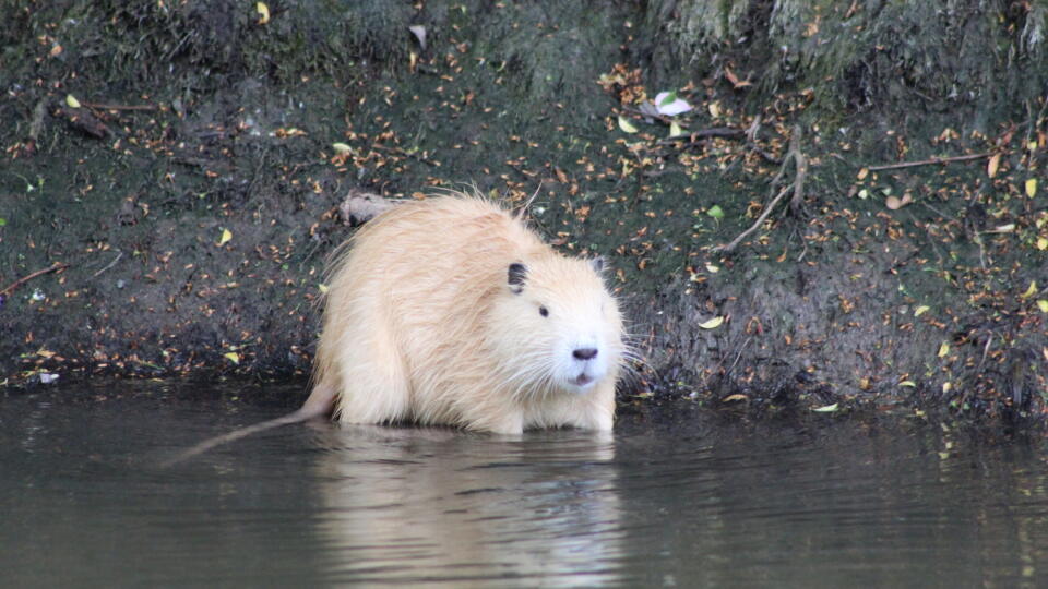 Nutria