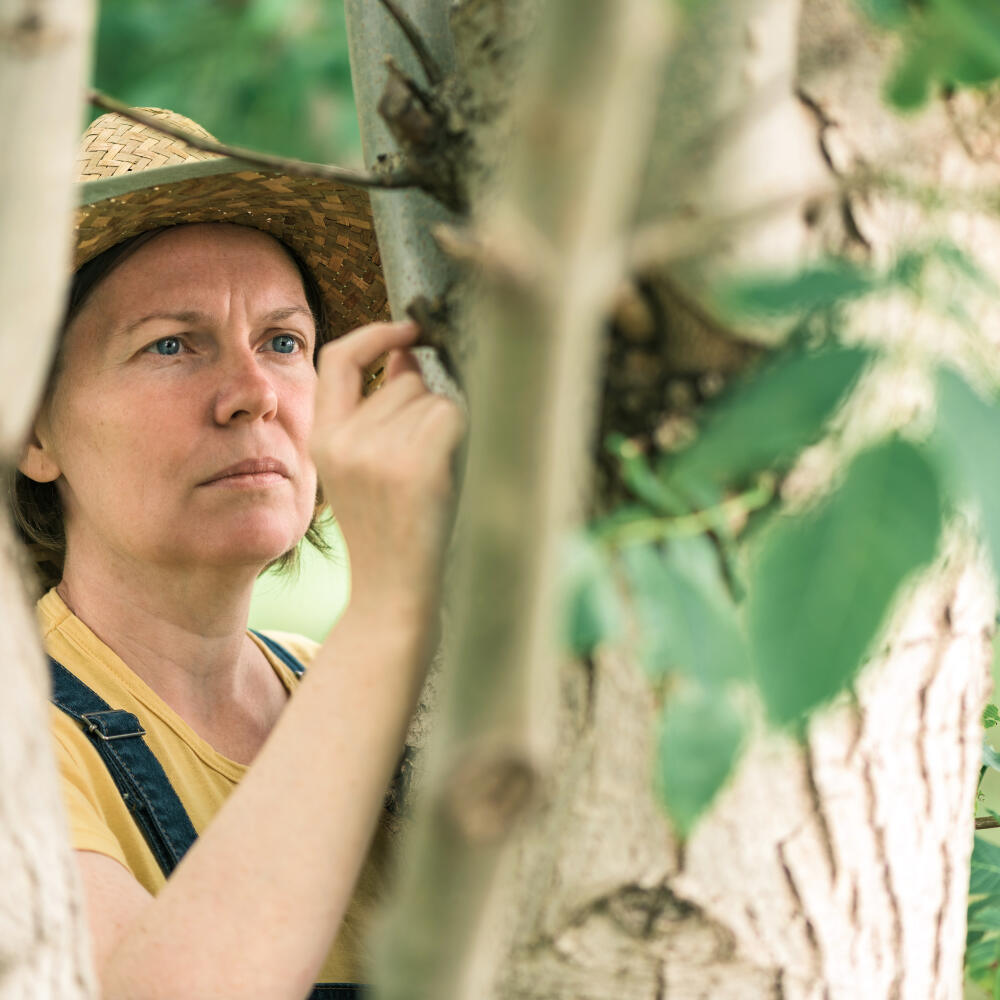 Female,Farmer,Examining,Walnut,Tree,Branches,And,Leaves,For,Common