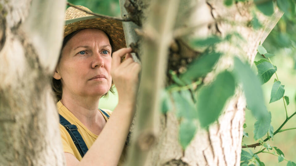 Female,Farmer,Examining,Walnut,Tree,Branches,And,Leaves,For,Common