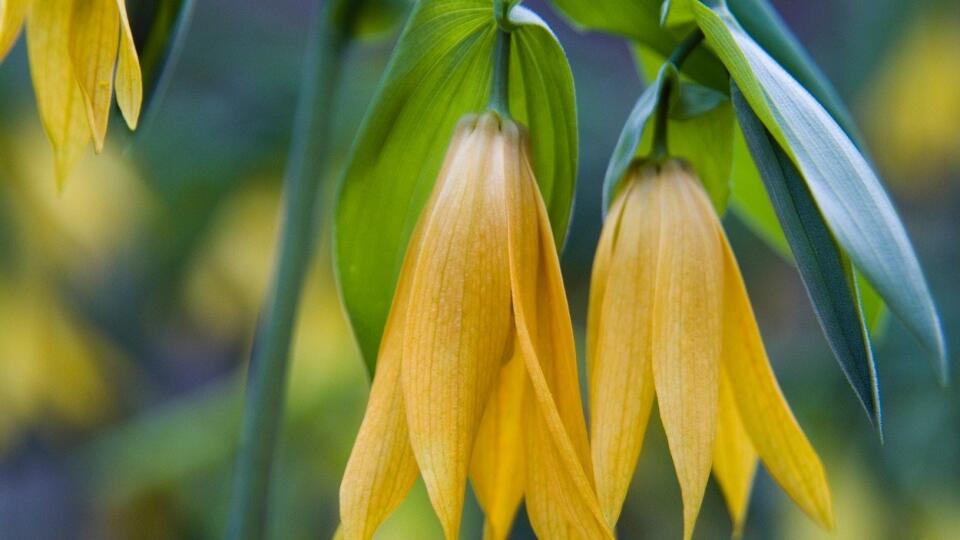 Uvularia grandiflora