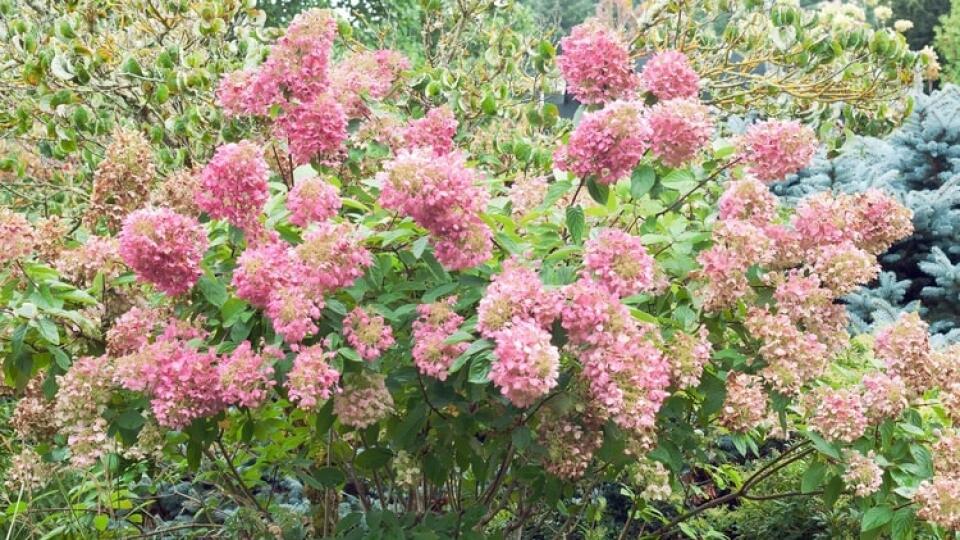 Hortenzia metlinatá kvitne od augusta do októbra.