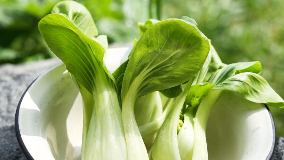 Chrumkavá kapusta čínska pak choi najlepšie chutí čerstvá. Skladovanie sa neodporúča, hoci krátkodobé uchovanie v chladničke je možné.