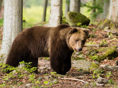 Hrozivé FOTO: Medveď vbehol na trať, 200-kilové zviera zrážku s električkou NEPREŽILO!