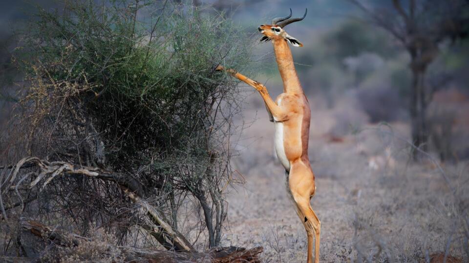 Gazela gerenuk