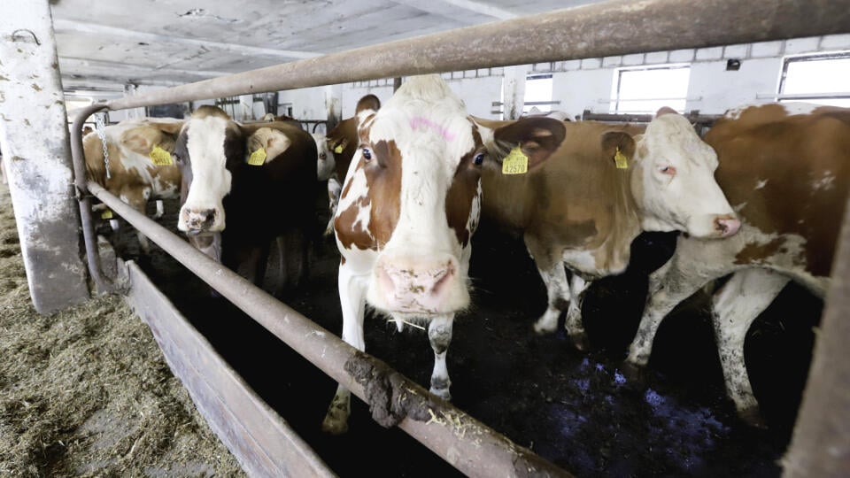 Prázdna maštaľ. Vedenie Roľníckeho družstva v Selciach, ktoré vlastnilo mliekareň, minulý rok v lete oznámilo, že muselo predať dojnice.