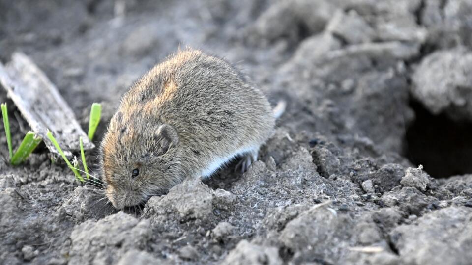 Na snímke premnožený hlodavec hraboš poľný (Microtus arvalis) na poli pri meste Trebišov 16. októbra 2023. FOTO TASR – Roman Hanc