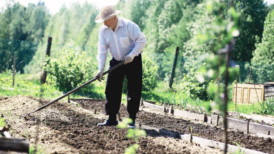 Ak na jeseň hriadky nasteliete organickým materiálom, na jar bude štruktúra pôdy ideálna na výsev a výsadbu. Veľakrát postačí len vyrovnať hriadky hrabľami.