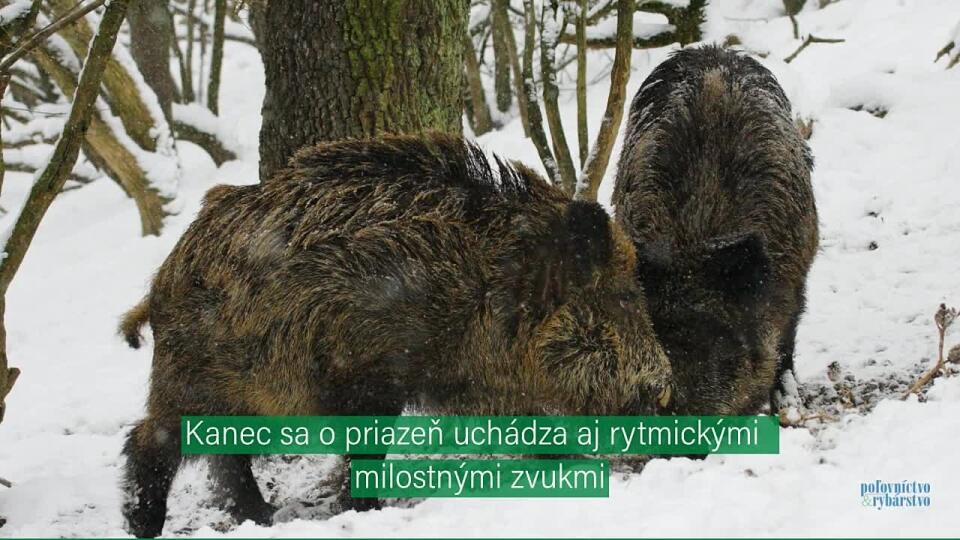 Rytier v tmavej zbroji, viete o kom to teraz píšeme?