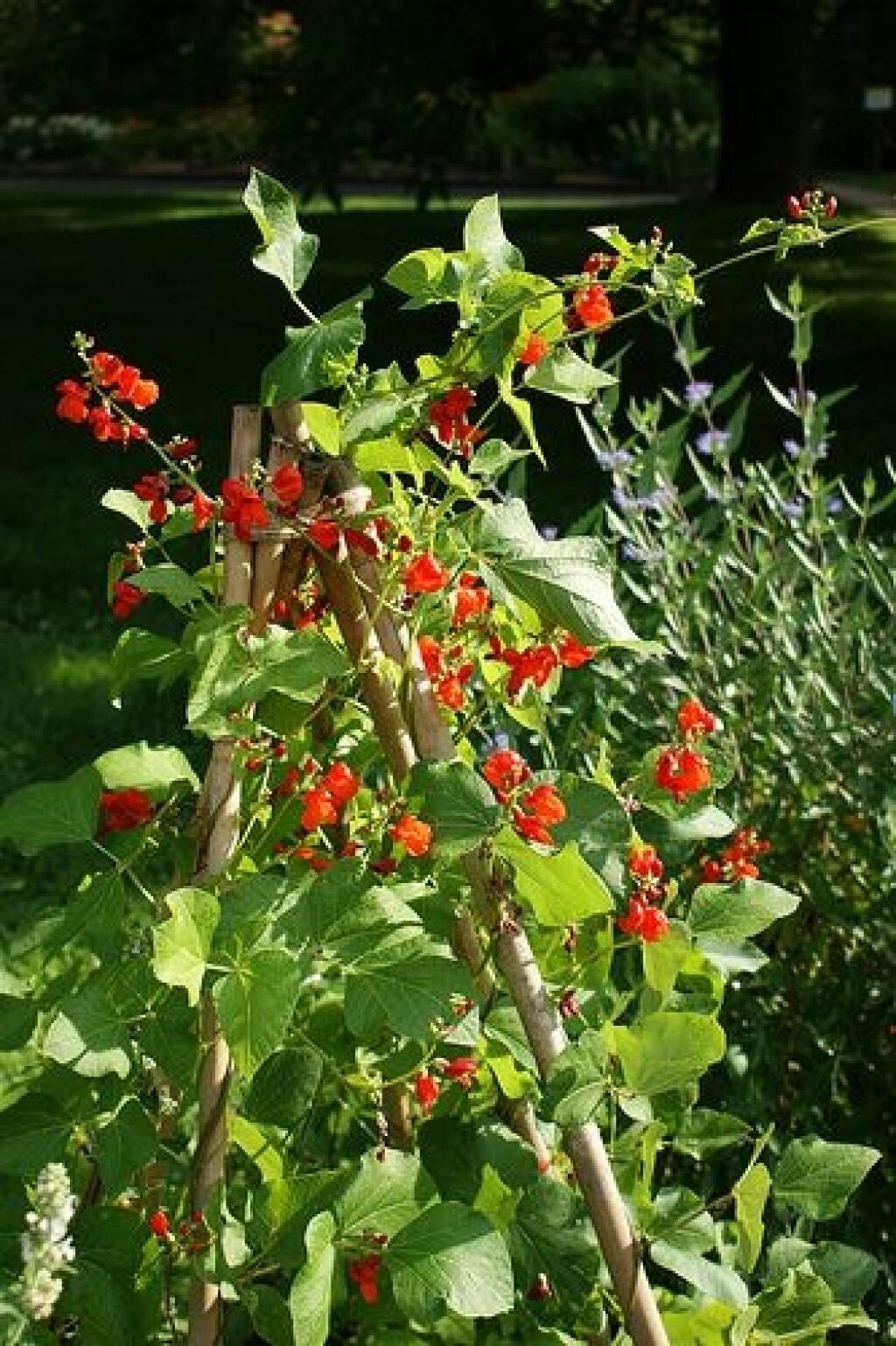 Fazuľa šarlátová (Phaseolus coccineus) je u nás známa skôr ako okrasná, no pre veľké semená alebo ploché struky sa pestuje ako zelenina.