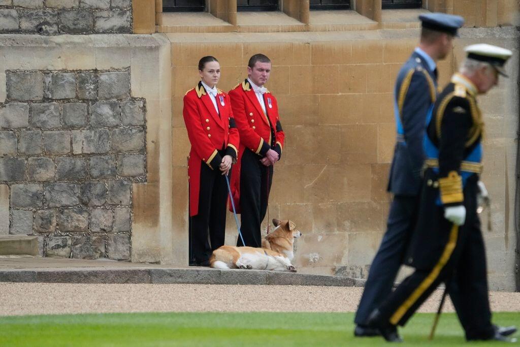Na snímke psi plemena corgi Muick a Sandy čakajú na rakvu s pozostatkami zosnulej britskej kráľovnej Alžbety II. v pondelok 19. septembra 2022 na hrade Windsor. Muick a Sandy sú poslední psi z radu viac ako 30 corgiov, ktoré kráľovná za života vlastnila. Obrad rozžehnania sa s telom kráľovnej Alžbety II. sa uskutočnil vo windsorskej Kaplnke sv. Juraja. Tam panovníčku v rámci súkromného obradu aj pochovali po boku jej manžela princa Philipa.