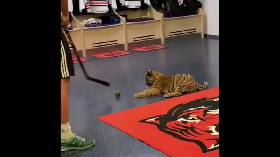 Toto je možné len v Rusku: V kabíne Chabarovsku sa hrajú s netradičným miláčikom