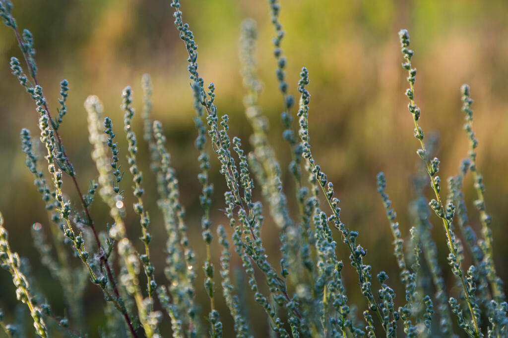 palina santonínová - Artemisia santonica