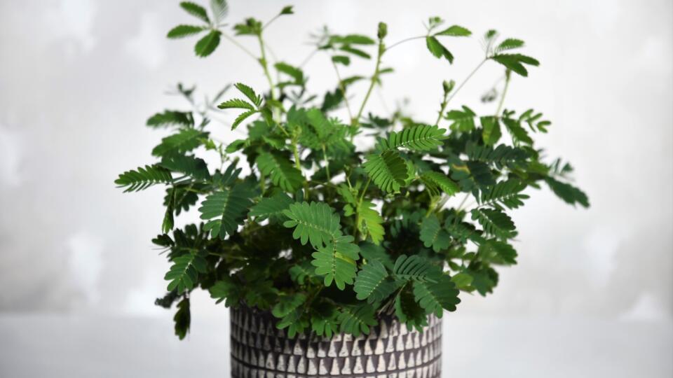 Mimosa,Pudica,Houseplant,,Aka,Sensitive,Plant,,Sleepy,Plant,,Action,Plant,