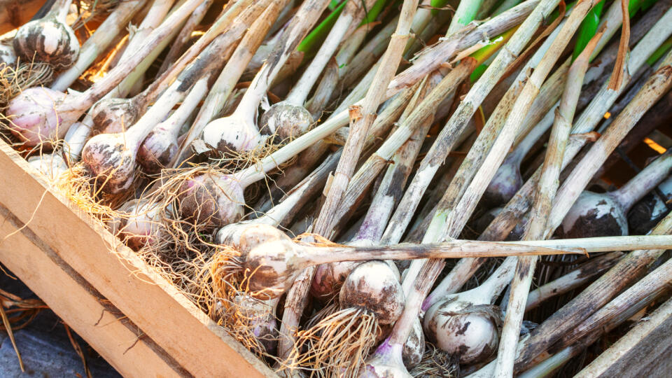 After,Harvesting,,The,Garlic,Is,Placed,In,Wooden,Vegetable,Crates.