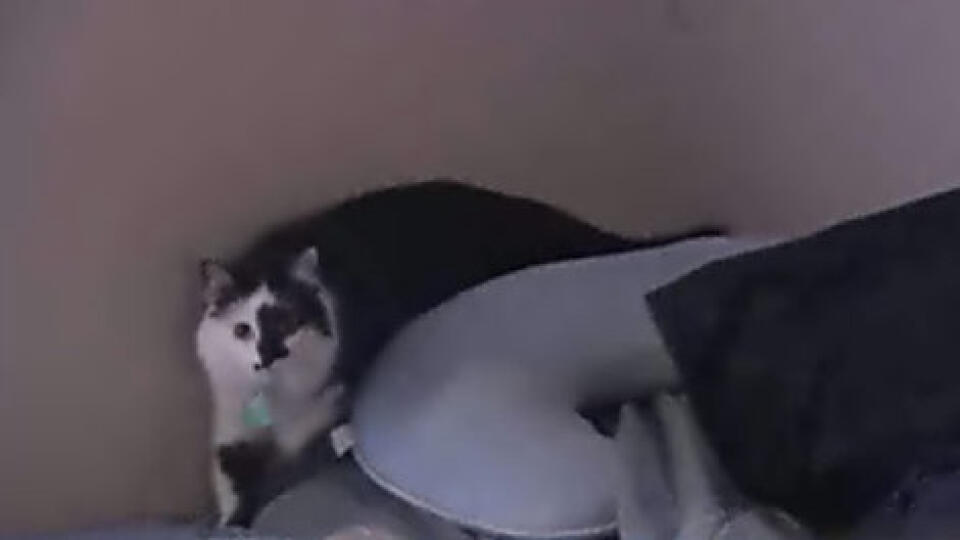Agresívna mačka napadla malé dieťa.