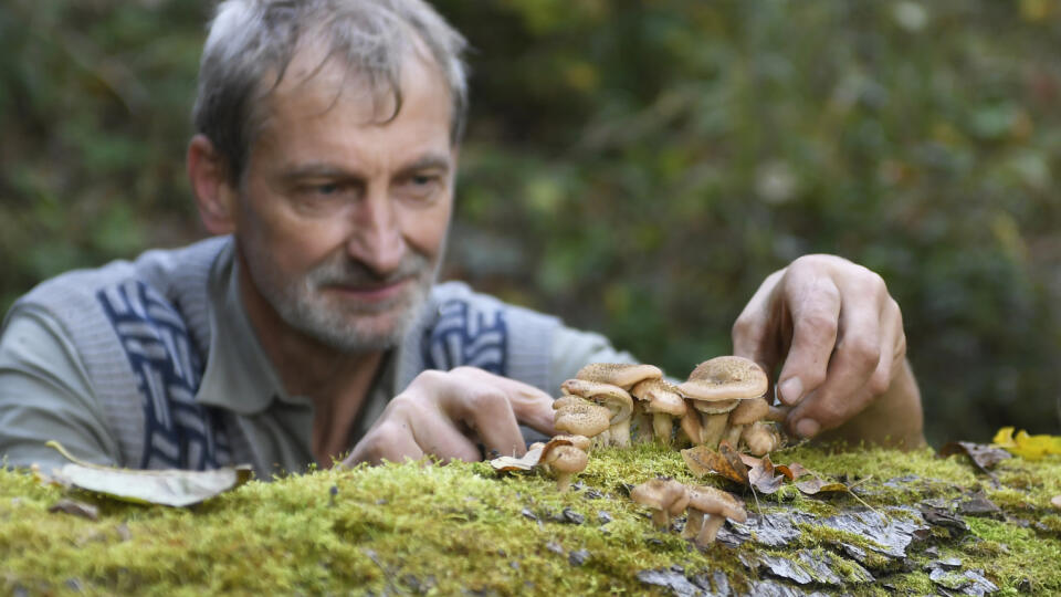 Na snímke huby podpňovky obyčajné (Armillaria mellea ) v lese pri obci Slančík v okrese Košice okolie 25. októbra 2022. FOTO TASR - František Iván