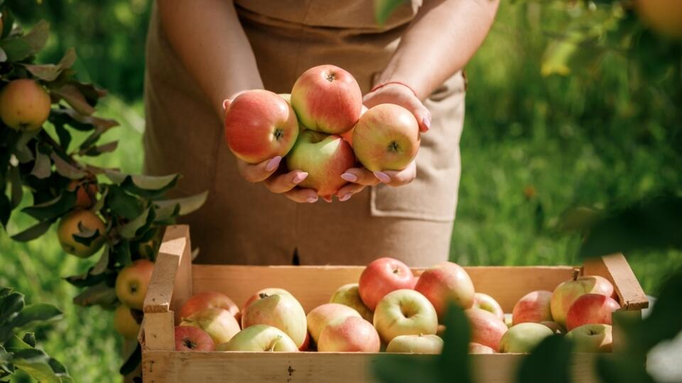 Close,Up,Of,Female,Farmer,Worker,Hands,Holding,Picking,Fresh