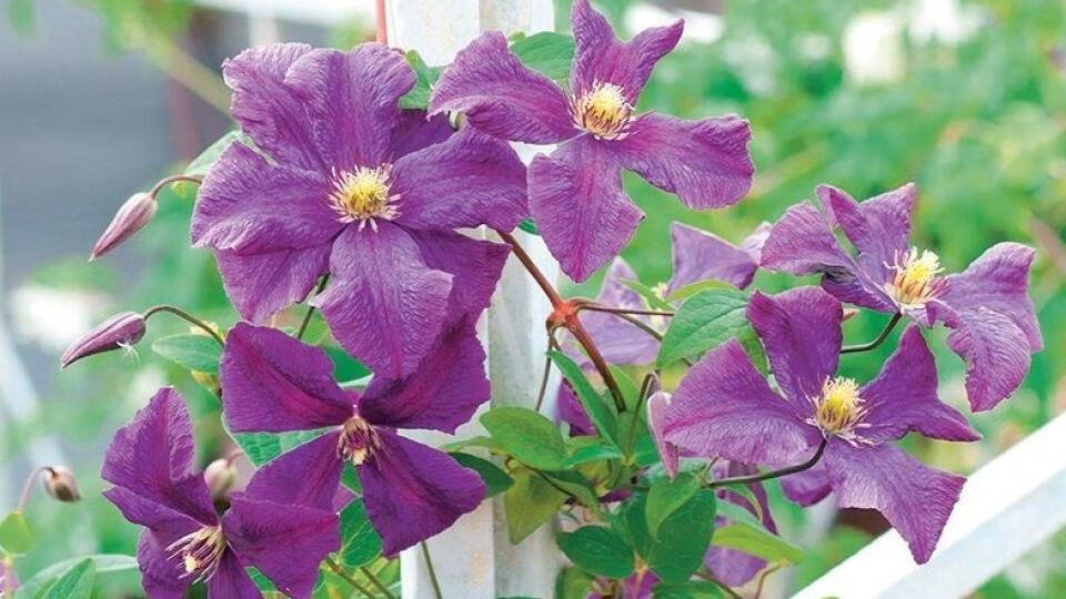 Plamienok (Clematis)