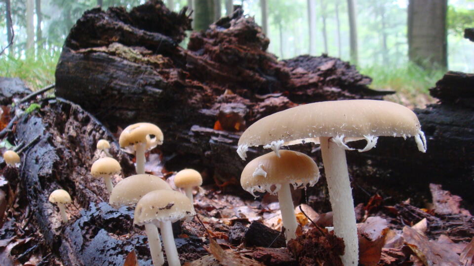 Drobuľka Candolleova (Psathyrella candolleana)