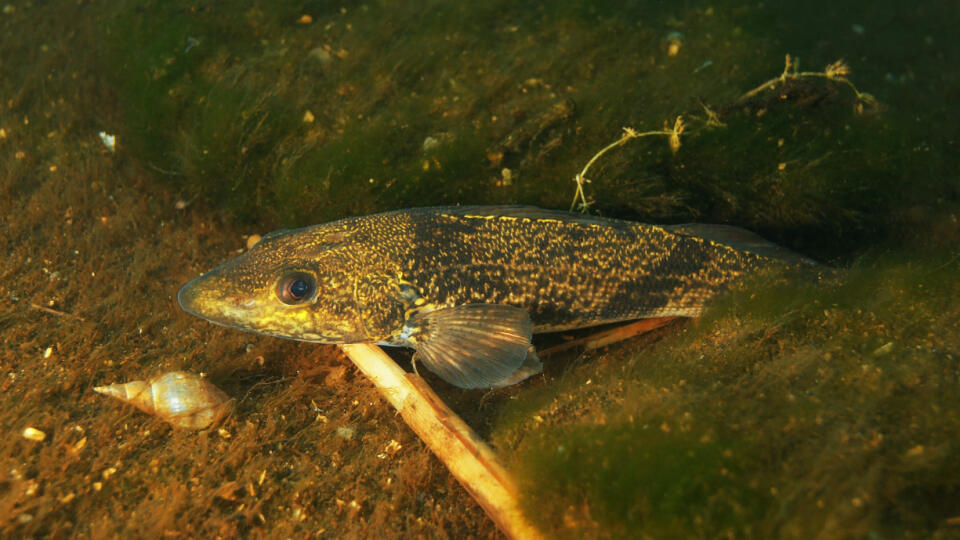 Kolok veľký loví i poter, ale väčšinu jeho potravu tvoria bezstavovce. Bežne dorastá do 20 až 30 cm.