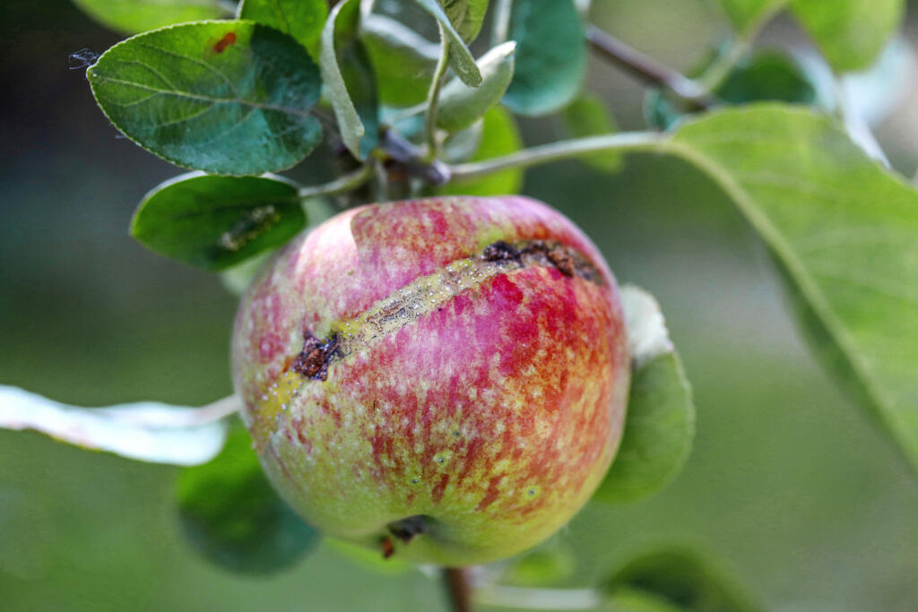 Premnoženie piliarok môže mať vážne následky na úrodu, pretože jedna larva môže zlikvidovať až štyri plody. Takto napadnuté jablká zapáchajú podobne ako bzdochy.