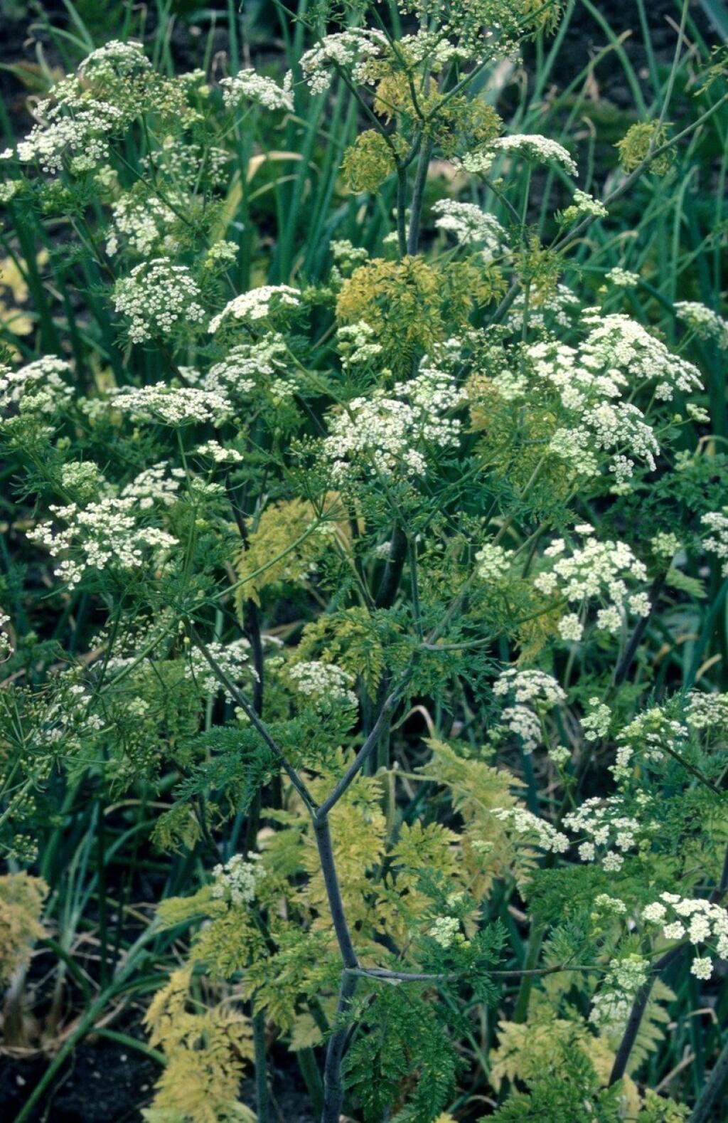Chaerophyllum bulbosum