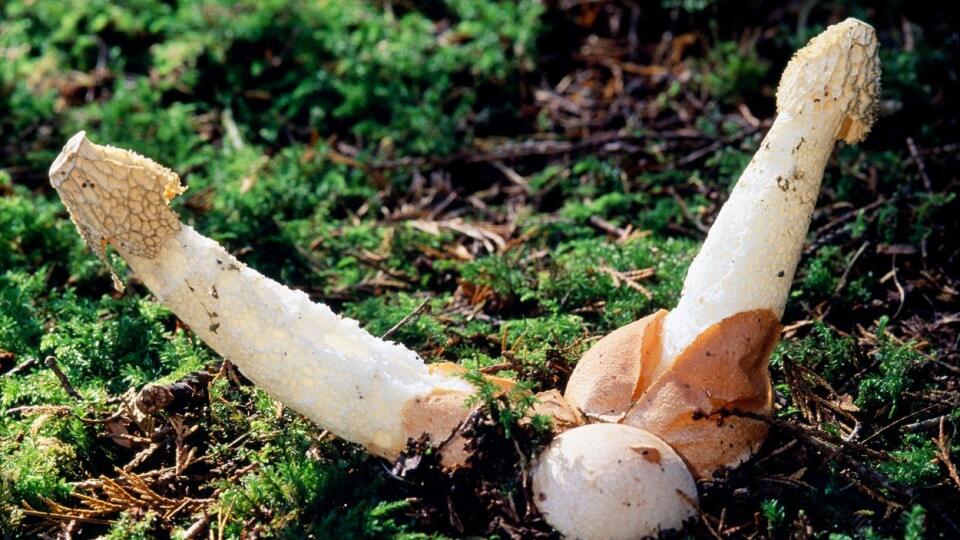 Stinkhorn Fungi (Phallus impudicus)
