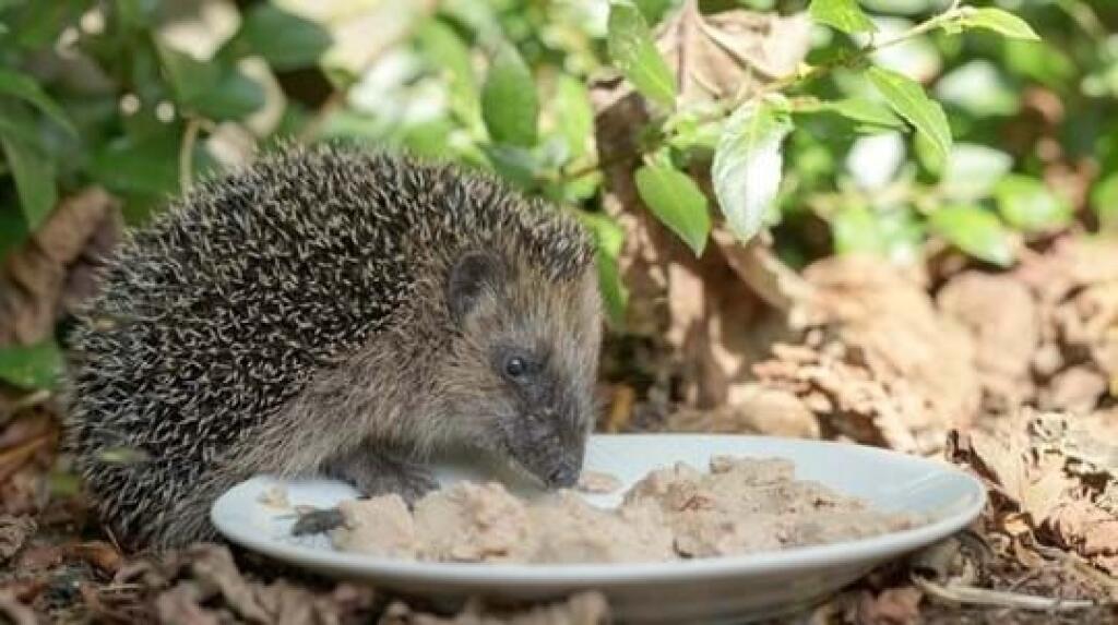 Dbajte na to, aby ste ježa nekŕmili pravidelne! Nesmiete sa snažiť urobiť si z neho domáce zvieratko.