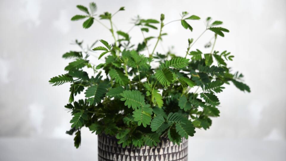 Mimosa pudica