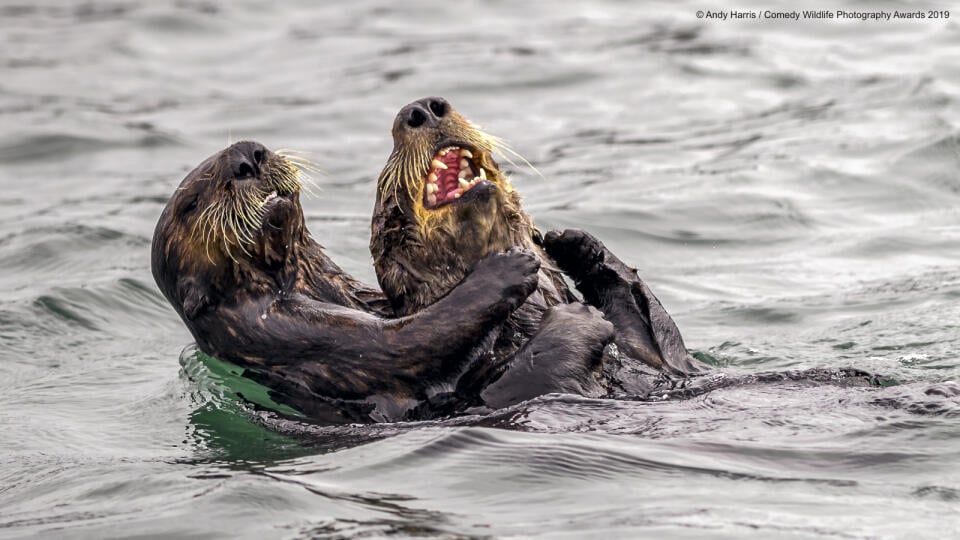 Wildlife Comedy Photo Awards 2019