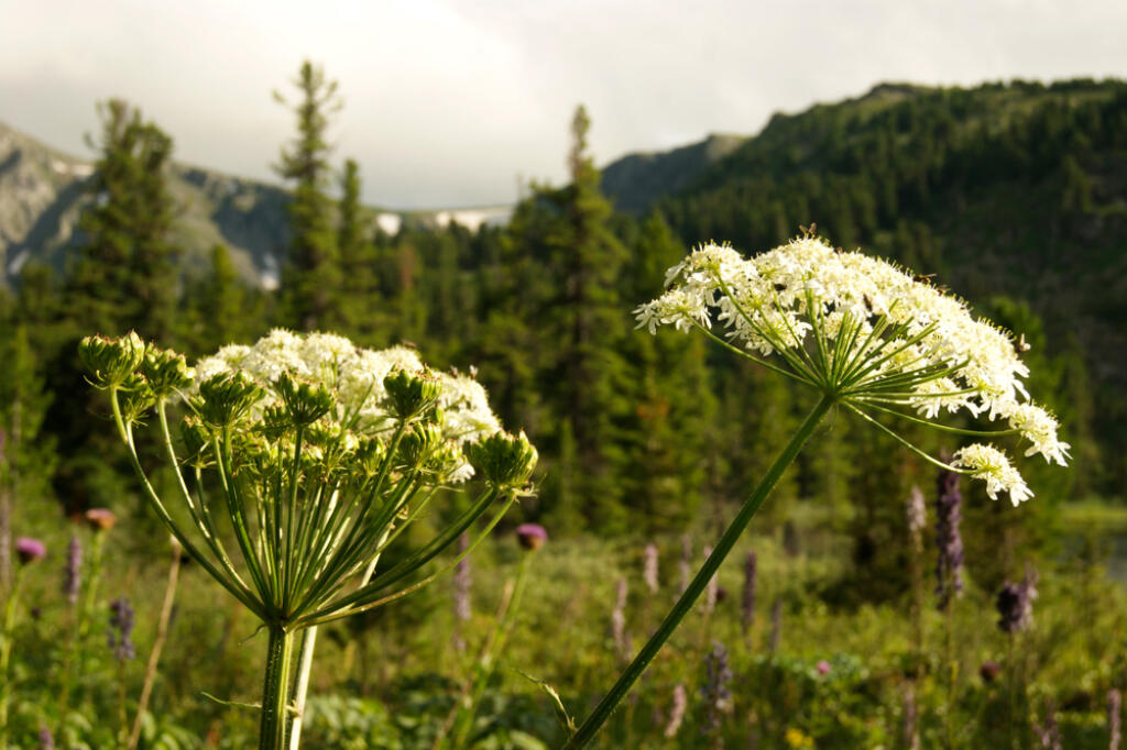 Conium,Maculatum.,Karakol's,Lake.,Altai.,Russia.