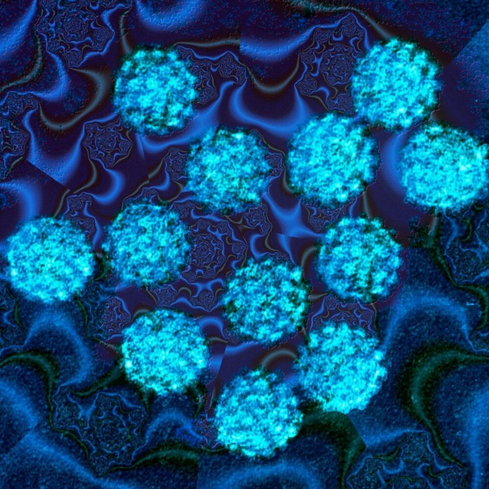 Papilloma viruses
