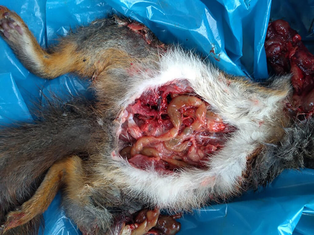 Odoberanie vzoriek trusu zveri na parazitologické vyšetrenia pomáha odhaľovať pôvodcov vážnych chorôb zvierat, ale aj ľudí.
