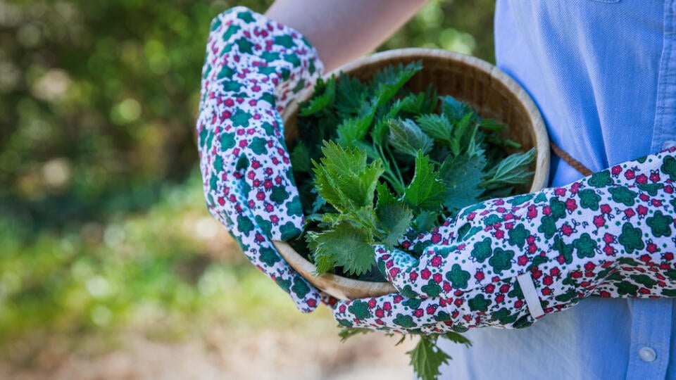 Female,Gardener,Collecting,Fresh,Healthy,Nettles.,Alternative,Medicine,Concept.